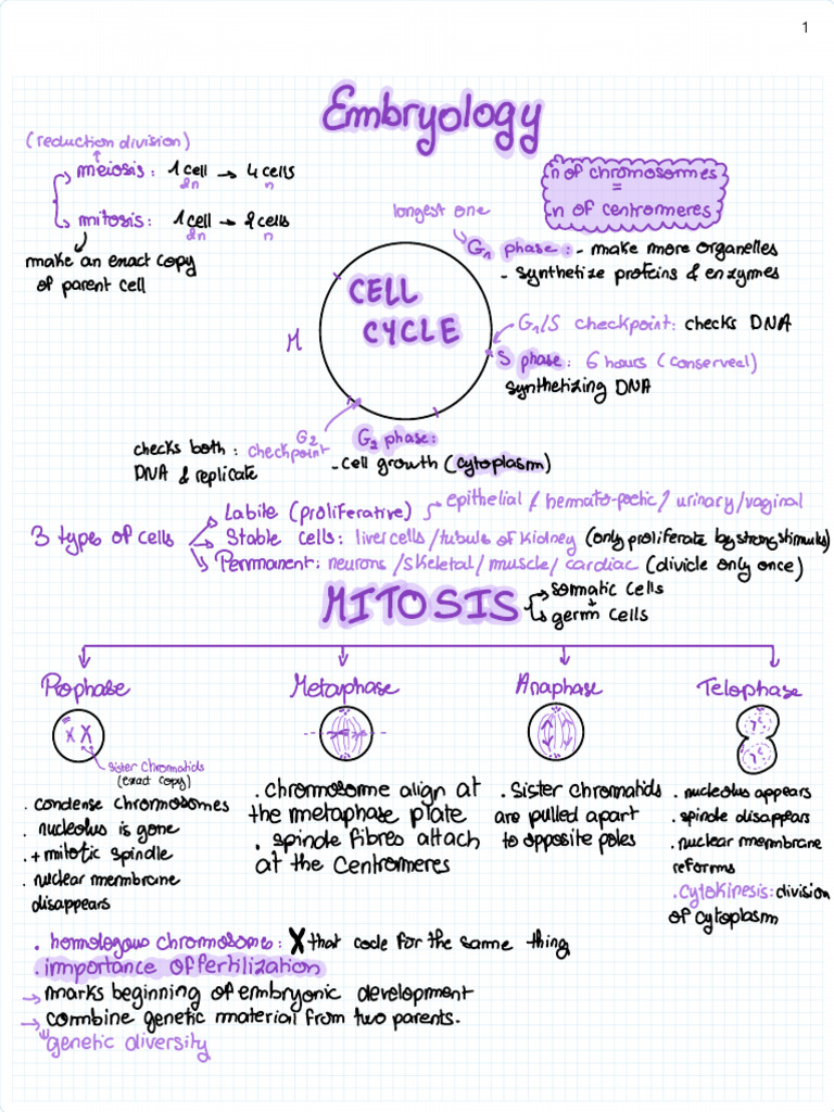 Embryology | PDF