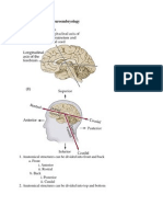Neuroanatomy and Neuroembryology