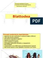 Ord. Blattodea