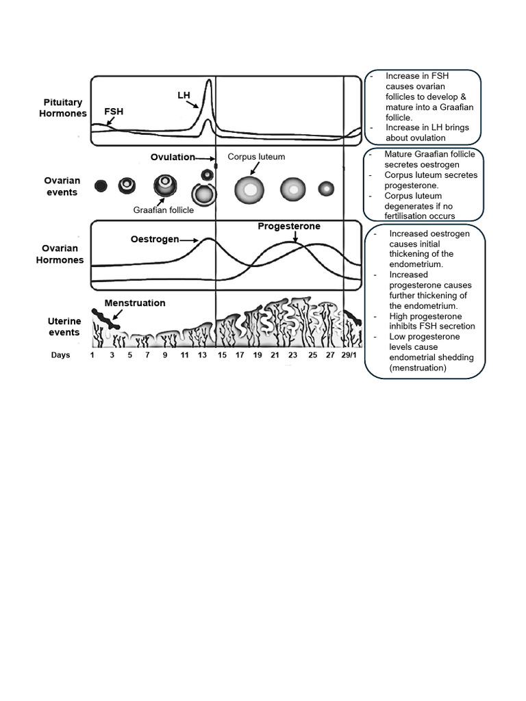 Menstrual Cycle Graph | PDF | Menstrual Cycle | Endocrinology