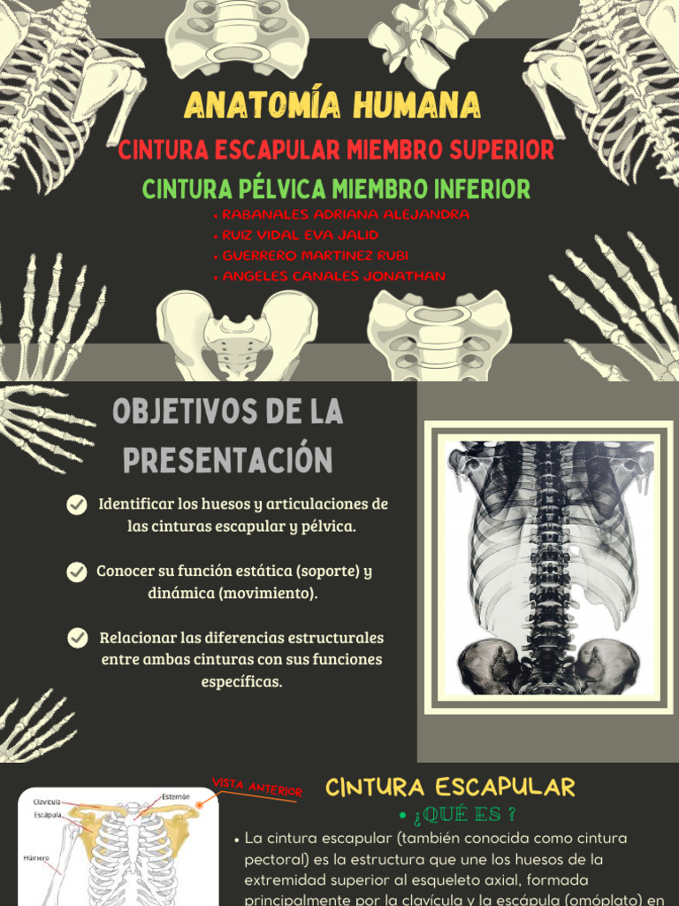 Anatomia Humana Cintura Escapular y Pelvica_20250927_141828_0000 | PDF ...