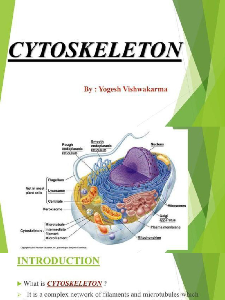 Cytoskeleton by M Arsalan Shafiq | PDF