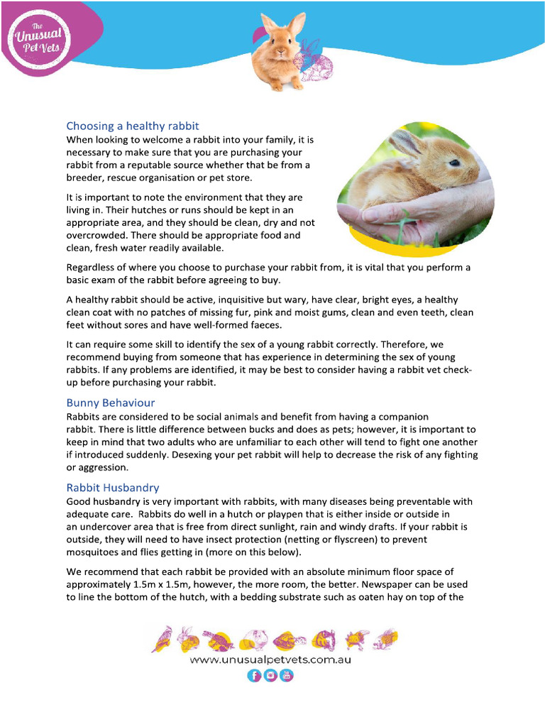 Rabbit - Care Sheet | PDF