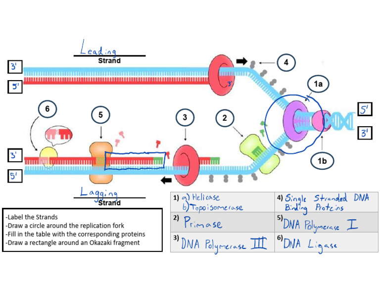 DNA Synthesis Slide - Completed | PDF