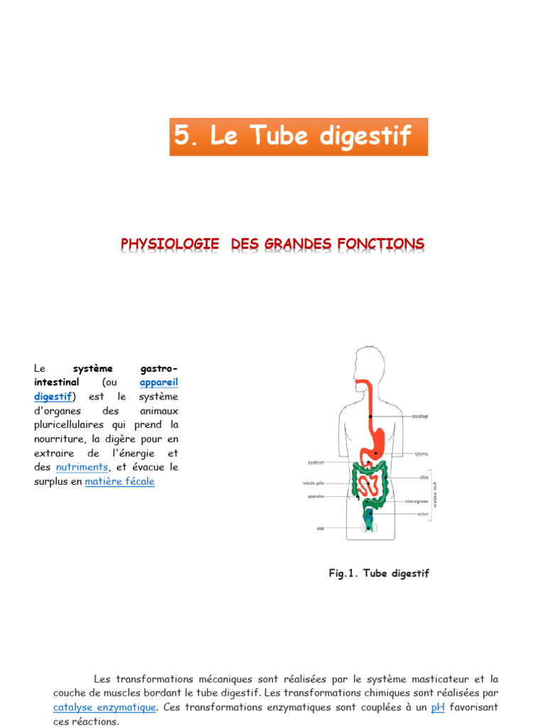 Le Tube Digestif | PDF | Appareil digestif humain | Tractus gastro ...