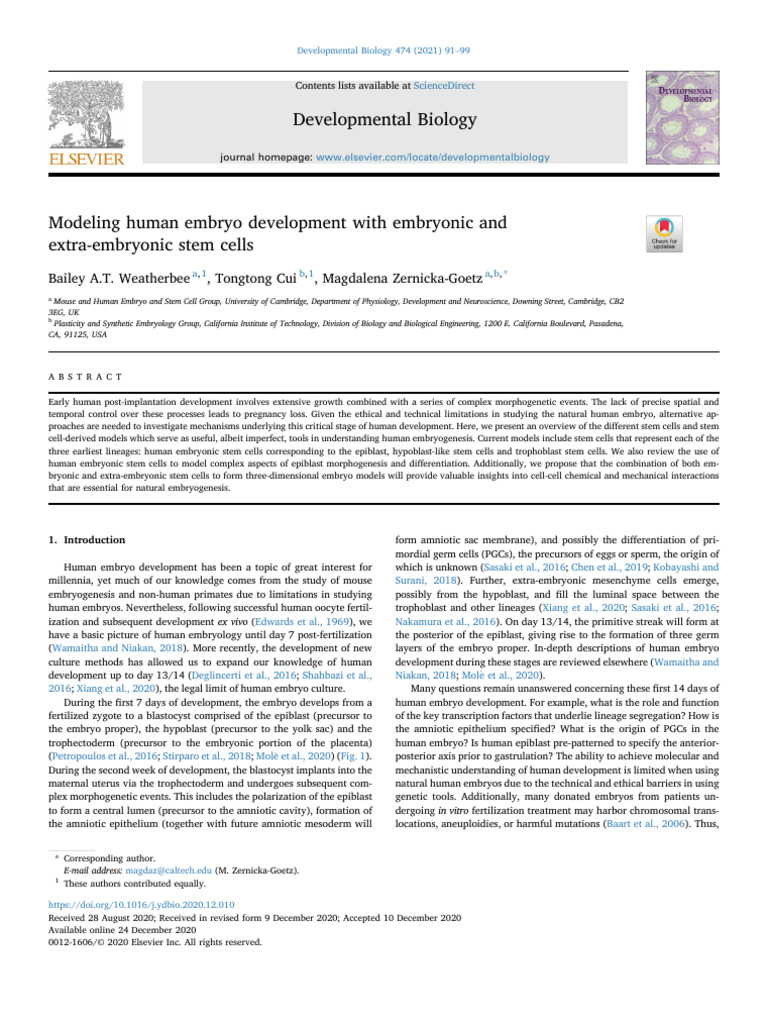 Modeling Human Embryo Development With Embryonic and | PDF | Embryonic ...