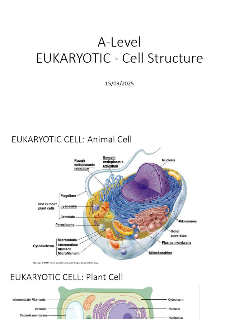 A-Level - Eukaryotic Cell Structure | PDF | Endoplasmic Reticulum ...