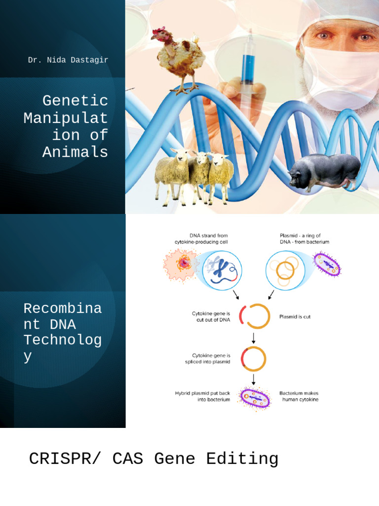 Genetic Manipulation of Animals | PDF | Transgene | Genetic Engineering
