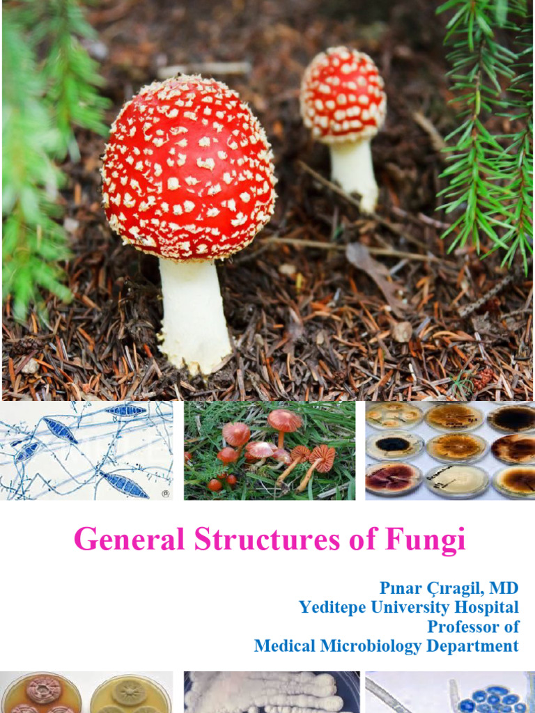 General Structure of Fungi | PDF | Fungus | Yeast