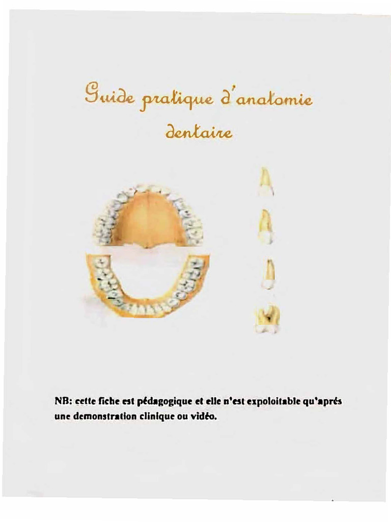 Guide Pratique D'anatomie Dentaire | PDF