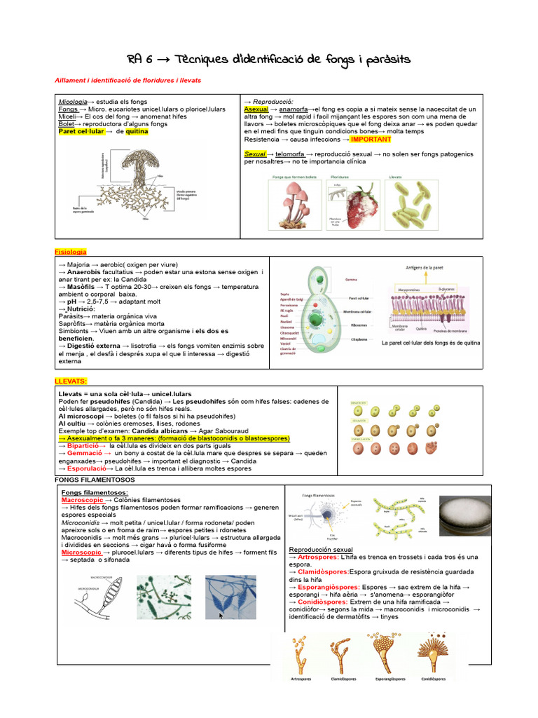 APUNTS RESUMS -6 | PDF