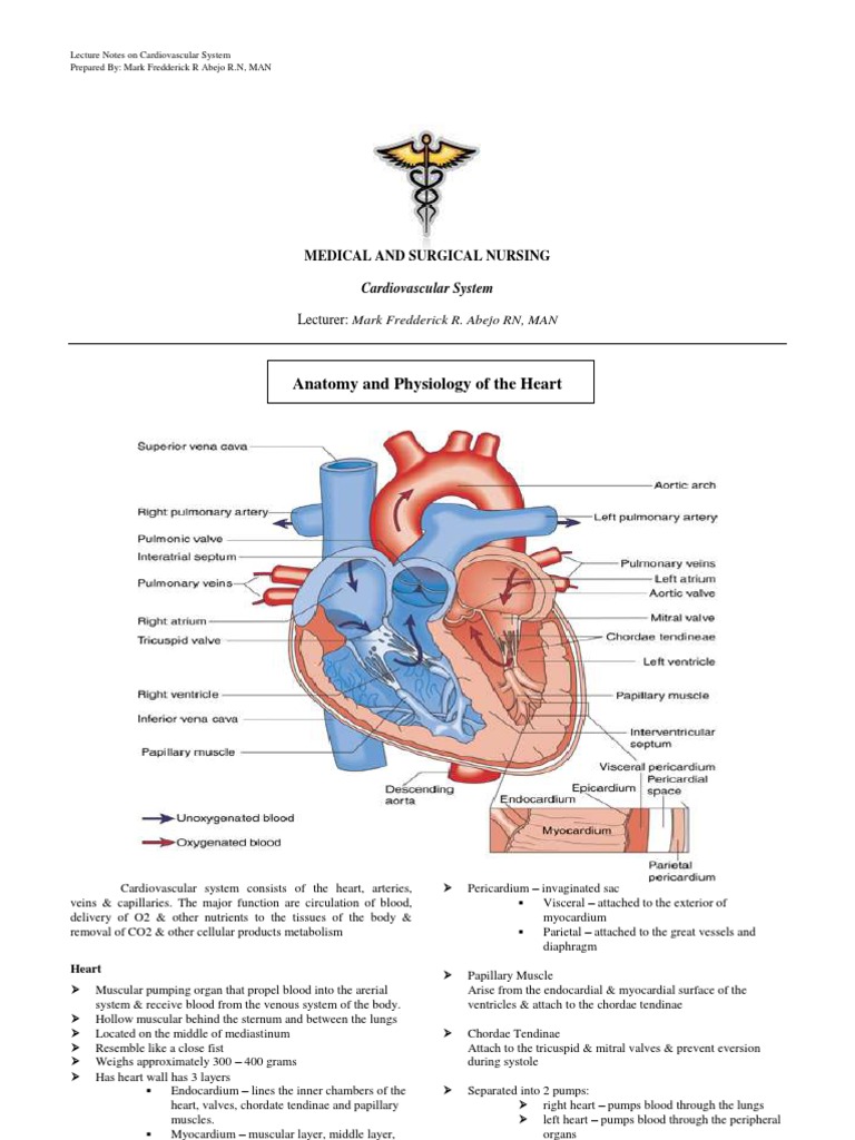 Cardiovascular System Lecture Notes | PDF | Heart Rate | Heart