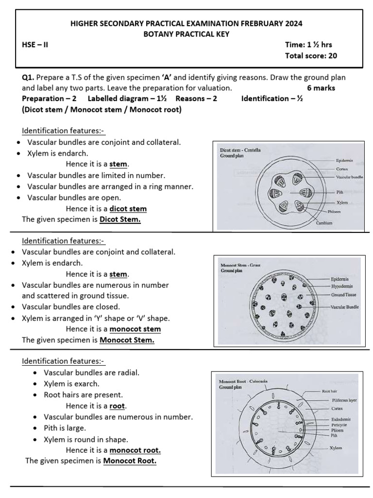 Practical Key-2024 Botany | PDF | Plant Stem | Petal
