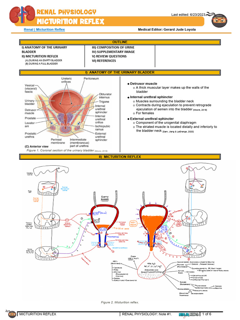 Micturition Reflex Atf | PDF | Urination | Motor Neuron