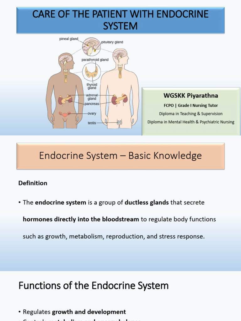Endocrine System 2024 B | PDF | Endocrine System | Diabetes