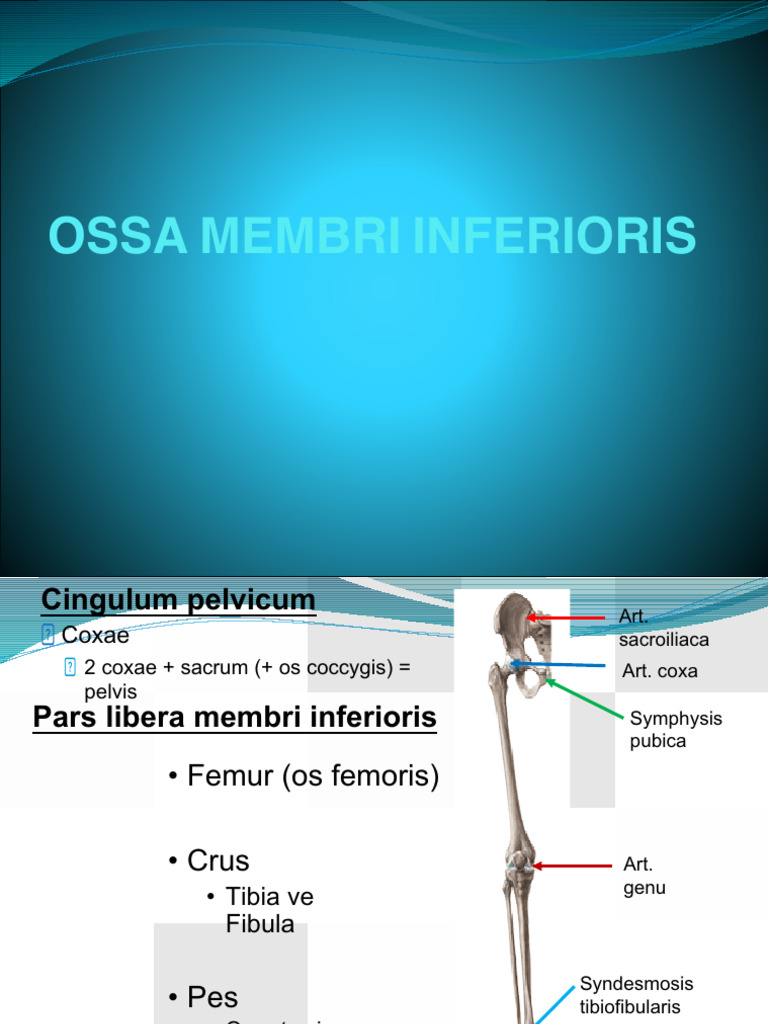Ossa Membri Inferioris | PDF
