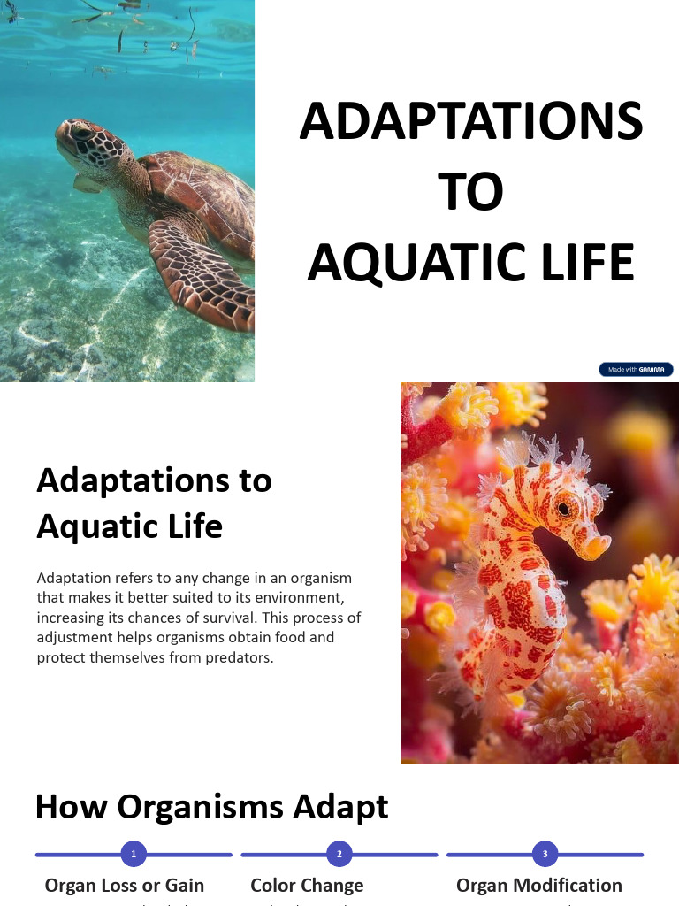 3 Adaptations To Aquatic Life | PDF | Whales | Fish