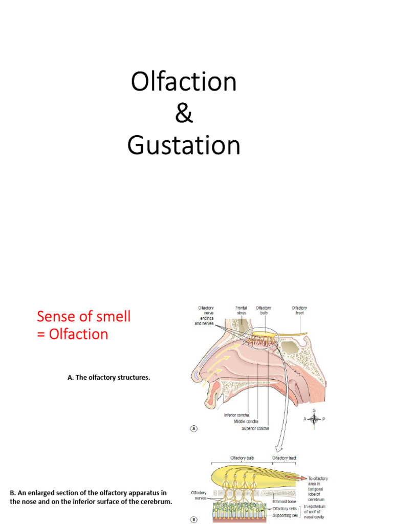 Olfaction & Gustation | PDF | Taste | Odor