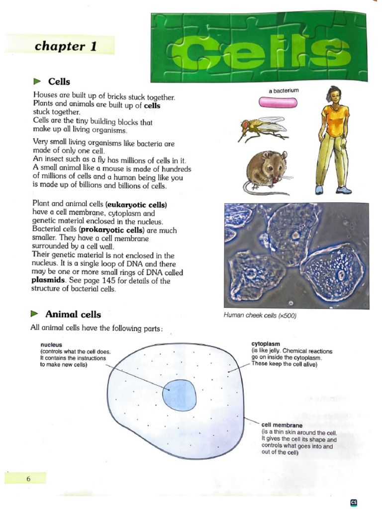Biology Grade 6 Chapter 1 Cells | PDF