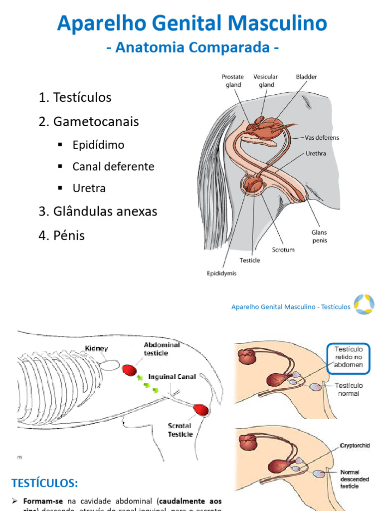 A6 Anatomia Comparada Do Aparelho Genital Masculino | PDF | Testículo ...