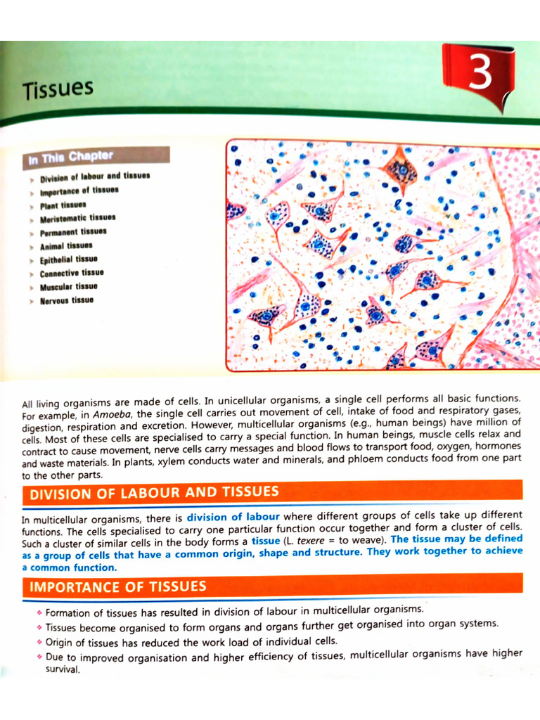 Tissues Class 9 | PDF