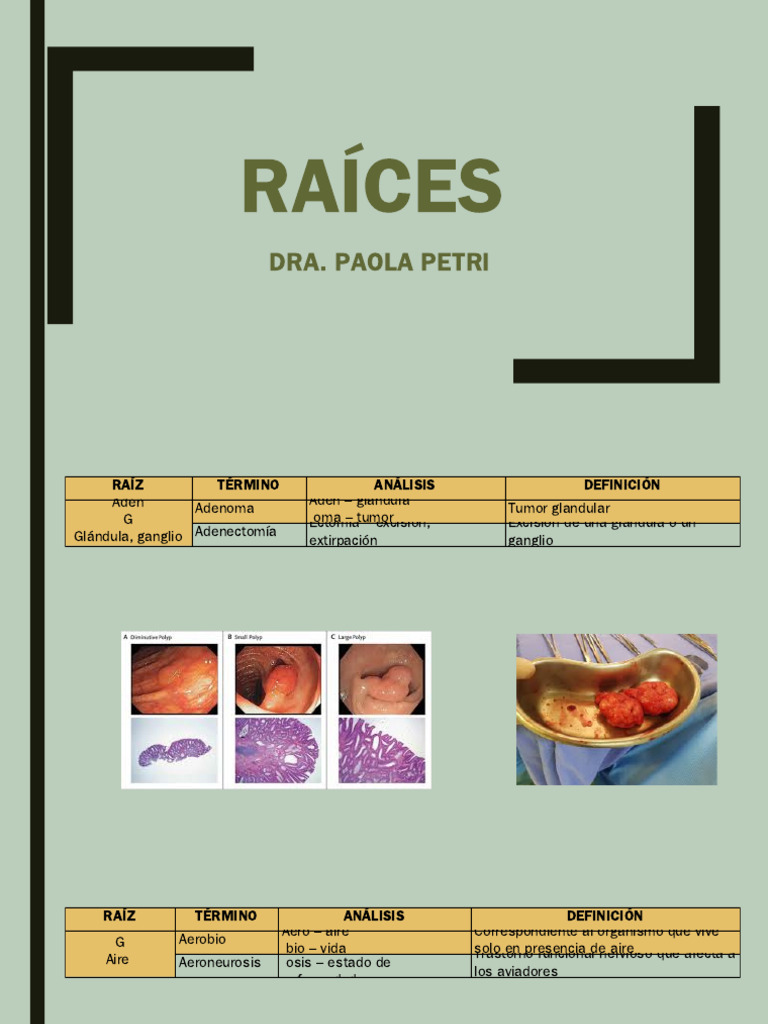 4.- CLASE RAÍCES | PDF | Hueso | Bilis