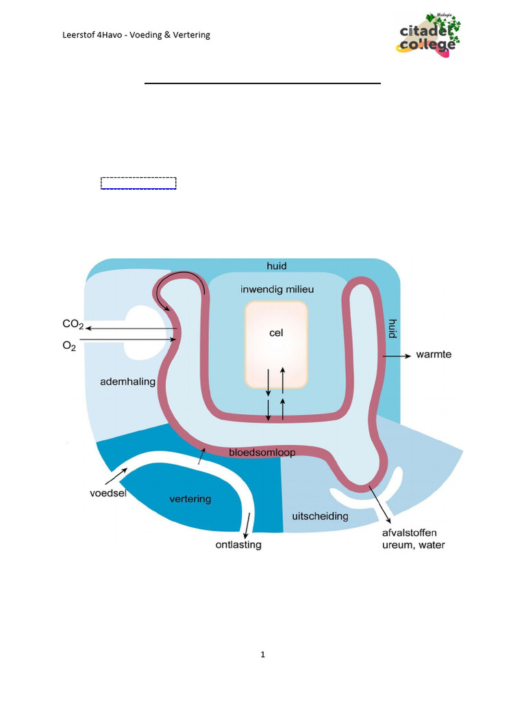 Theorie H12 - Voeding & Vertering | PDF