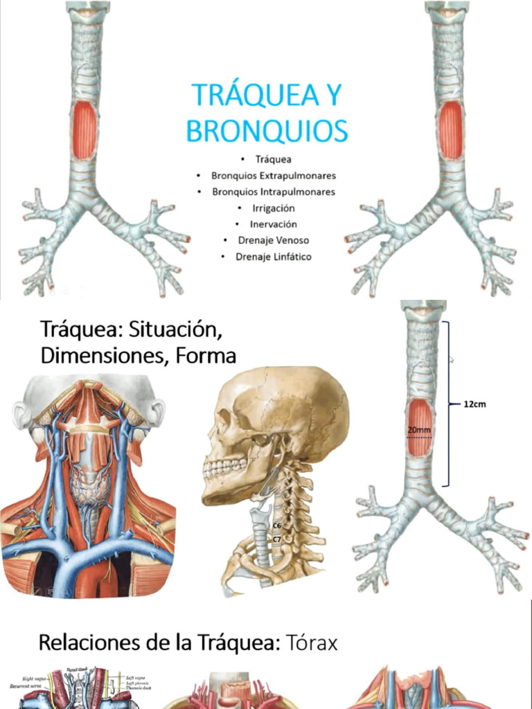 Traquea, Bronquios | PDF