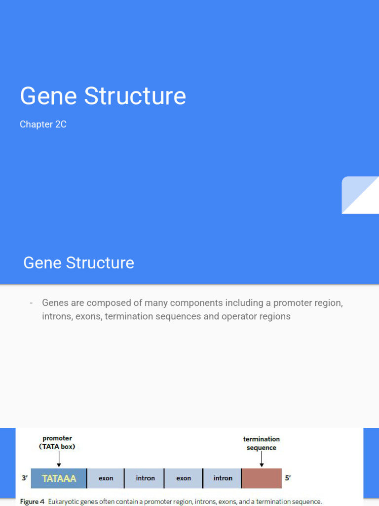 Gene Structure | PDF