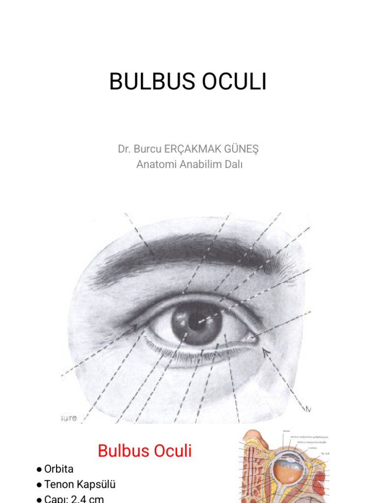 Bulbus Oculi: Dr. Burcu Erçakmak Güneş Anatomi Anabilim Dalı | PDF