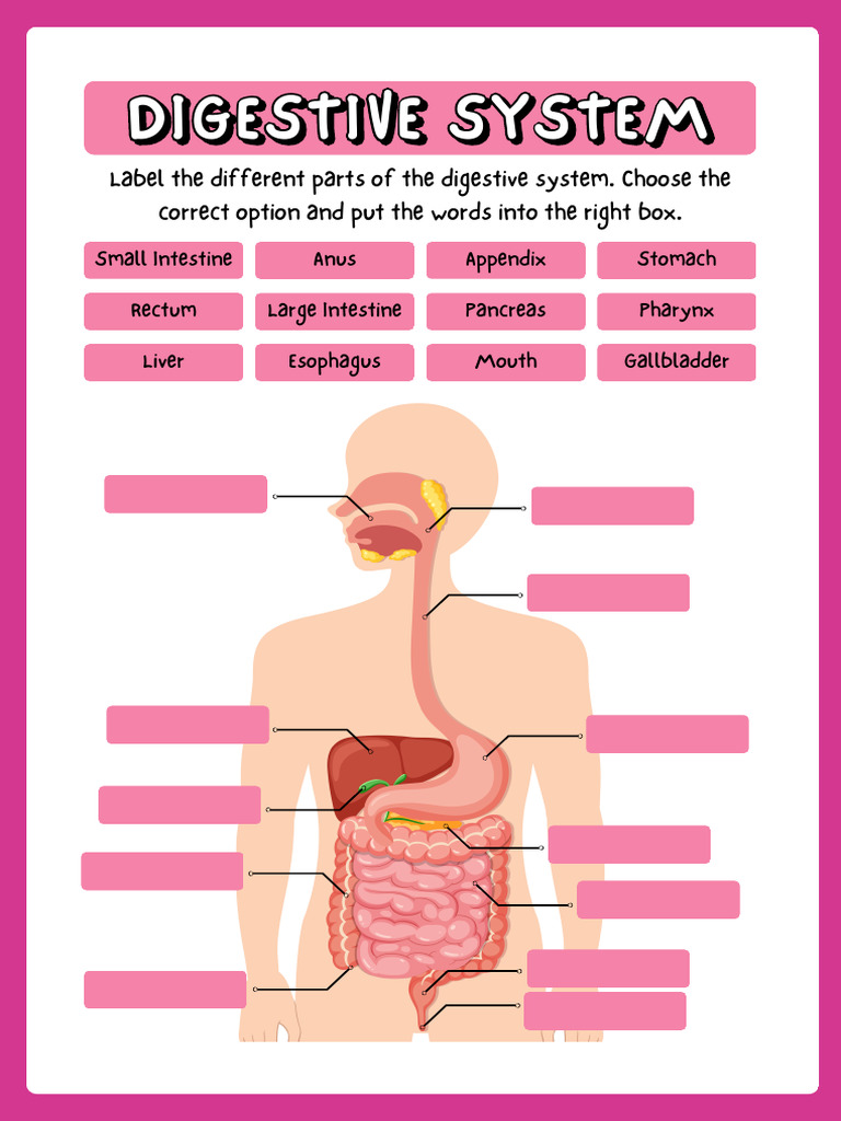 Digestive System Diagram | PDF