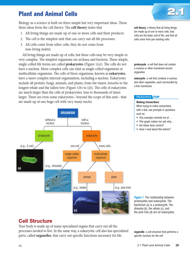 2.1 Plant and Animal Cells | PDF | Cell (Biology) | Cytoplasm