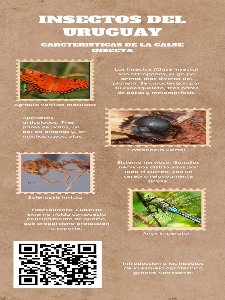 Insectos Del Uruguay | PDF