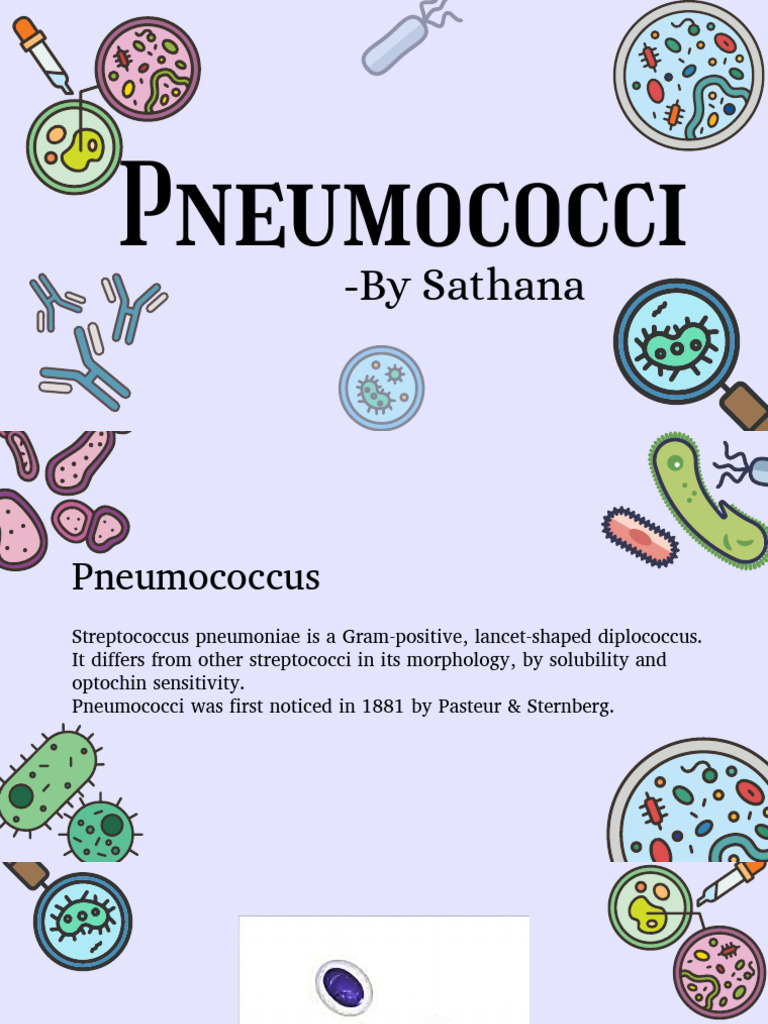 Pneumococcus Streptococcus Pneumoniae Is A Gram-Positive, Lancet-Shaped ...