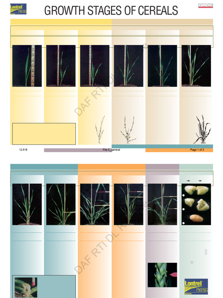 12 518 DL File C Documents Release | PDF | Leaf | Cereals