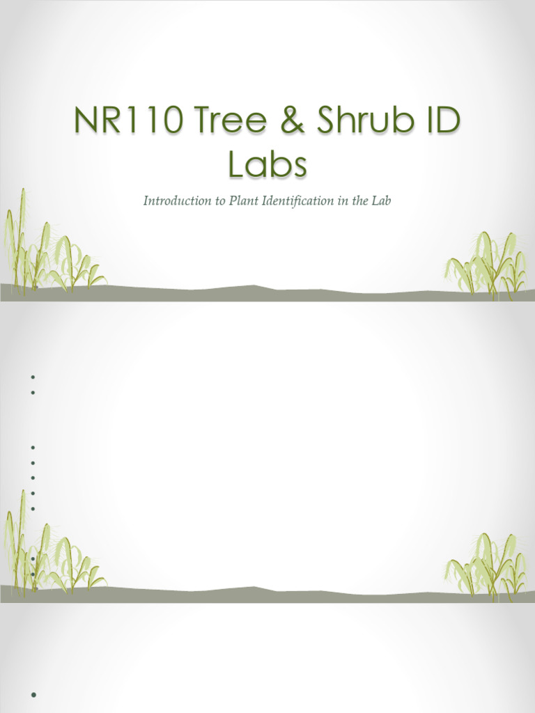 2021 Lab # 1 The Basics & Conifer 1 | PDF | Sequoia Sempervirens | Plants