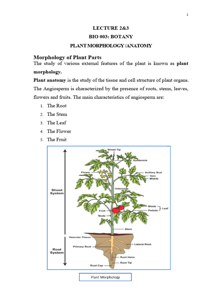 Day 2&3 Plant Morphology and Anatomy | PDF | Leaf | Root