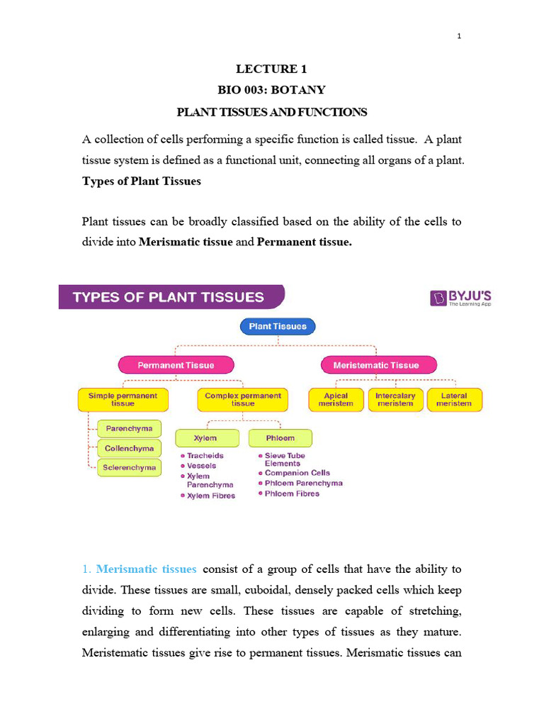 Day 1. Plant Tissues and Functions | PDF | Tissue (Biology) | Plant Stem