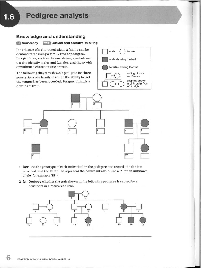 Pedigree Analysis Yr10 | PDF