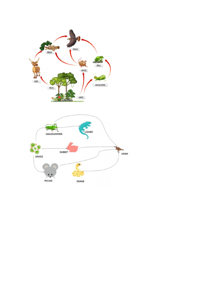 Food Web Activity | PDF