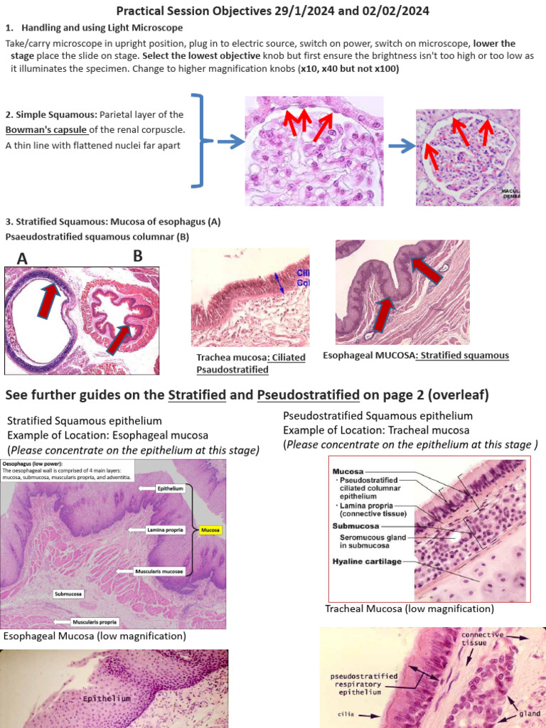 Practical 1 - Objectives Histology 29-01-2024 | PDF