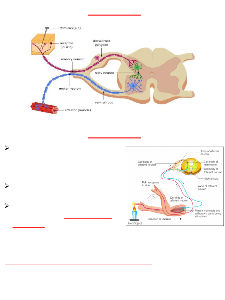 7 Reflexes | PDF | Motor Neuron | Urination
