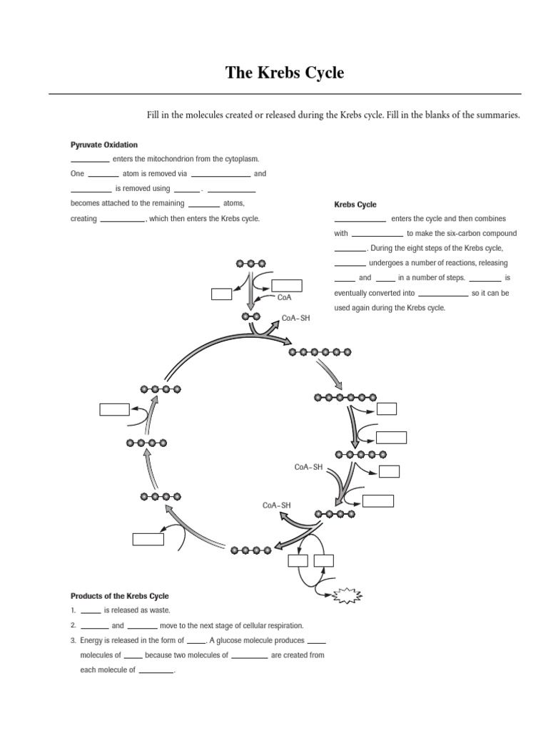 Biochemistry Unit6 Worksheet and Homework | PDF | Glycolysis | Citric ...