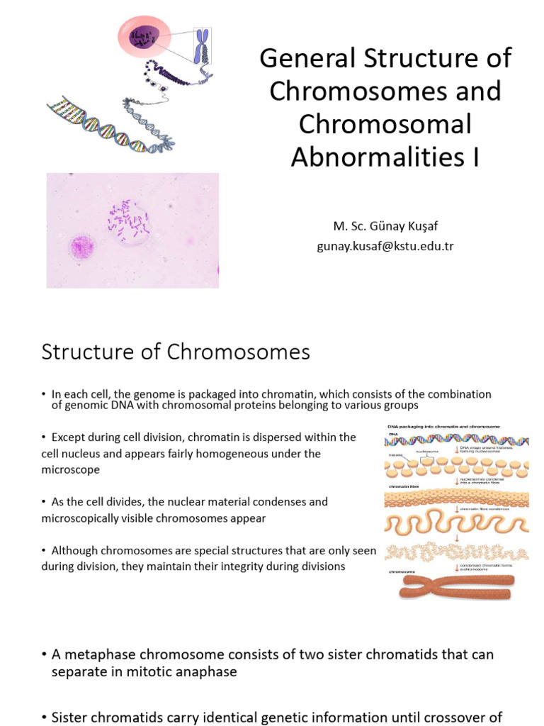 General Structure of Chromosomes and Chromosomal Abnormalities I | PDF ...