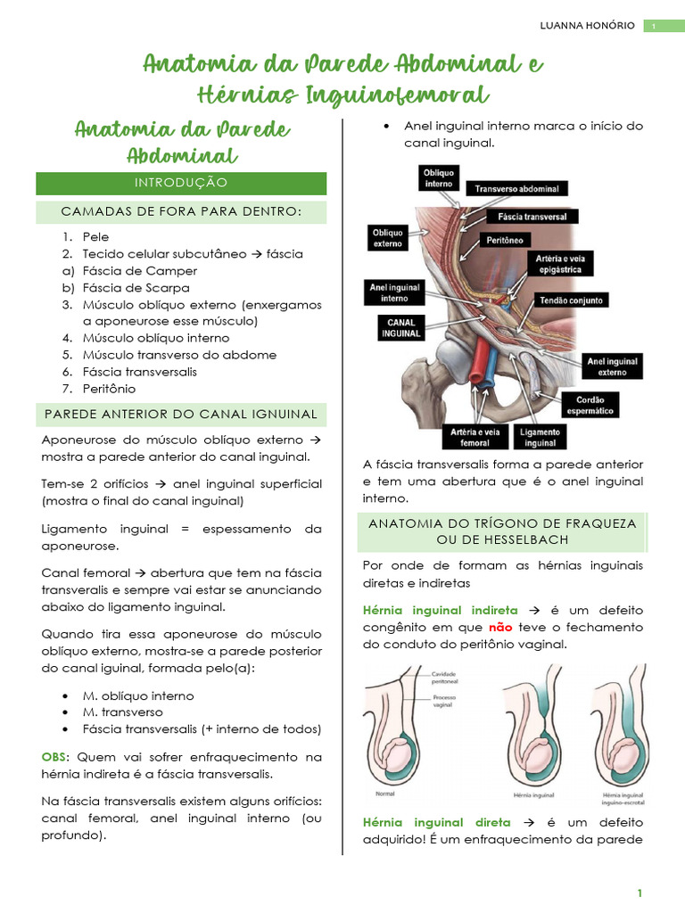 CIRURGIA - Anatomia Da Parede Abdominal + Hérnia Inguinofemoral | PDF