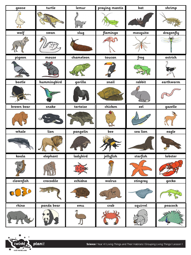 Animal Picture Sheet | PDF