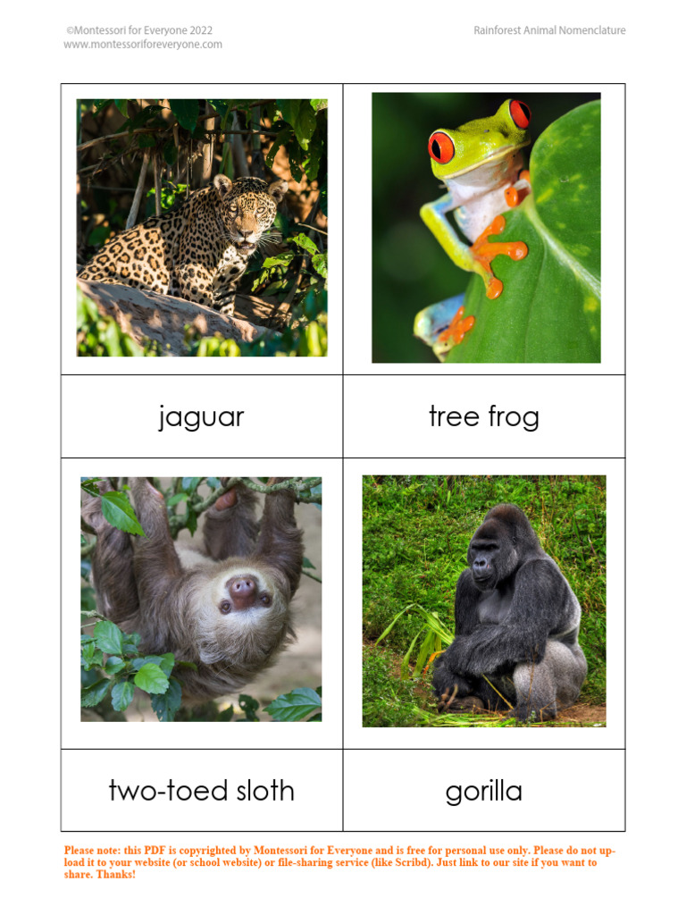 Rainforest Animal Nomenclature | PDF