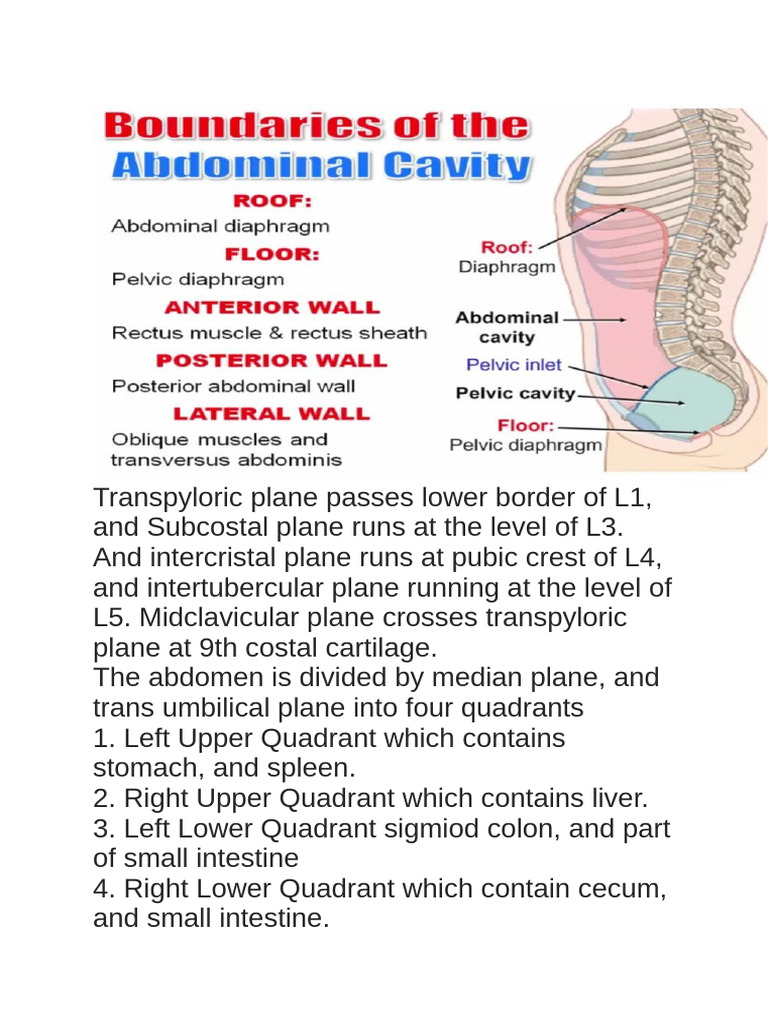 Abdominal Cavity 240815 180653 | PDF | Stomach | Peritoneum