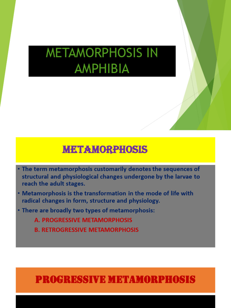 Zoo Sem3 Metamorphosis | PDF | Thyroid Stimulating Hormone | Endocrine ...