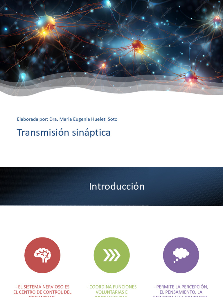 Transmisión Sinaptica | PDF | Sinapsis | Neurona